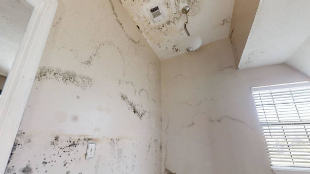 Best Post-Construction Mold Inspection  in Dana, NC