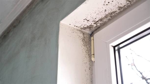 Best Mold Odor Removal Services  in Dana, NC