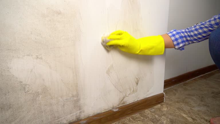 Best Mold Remediation for Rental Properties  in Dana, NC