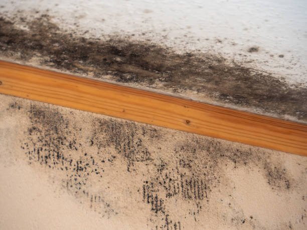 Best Residential Mold Inspection & Testing  in Dana, NC