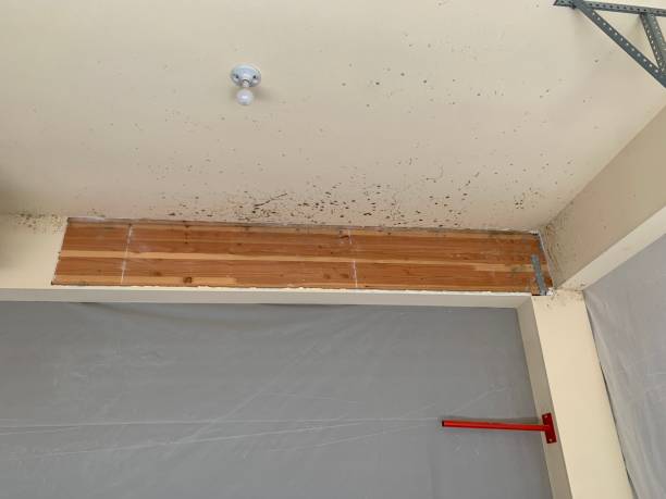 Best Air Quality Testing for Mold Spores  in Dana, NC