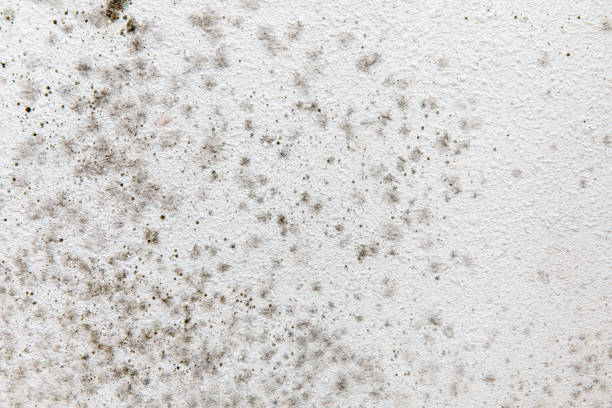 Best Indoor Air Quality Assessment  in Dana, NC