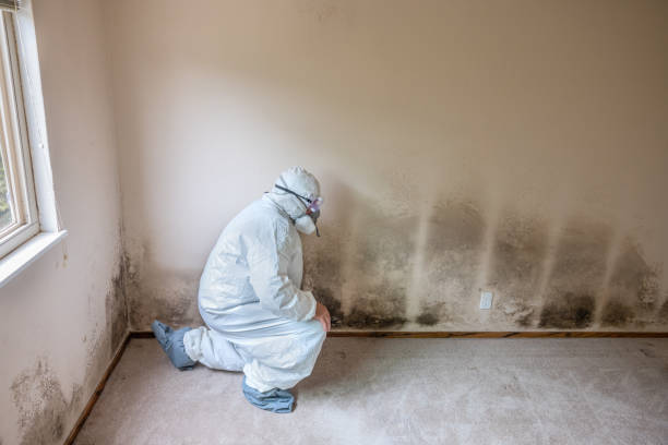 Best Mold Damage Restoration  in Dana, NC